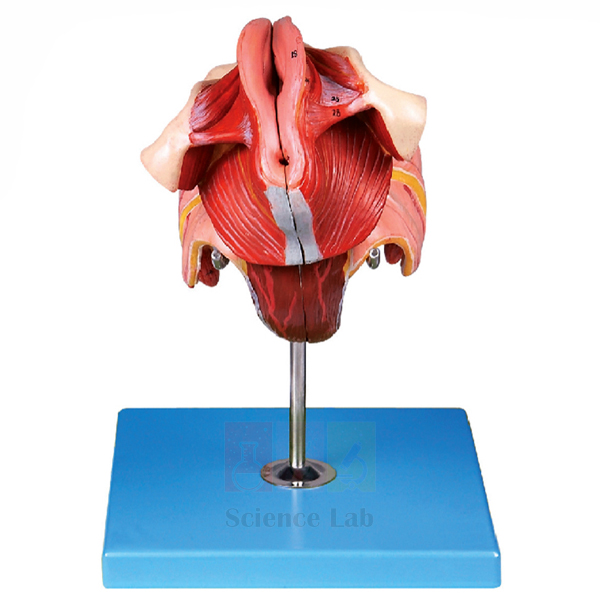 Human Female Genital Organs Model